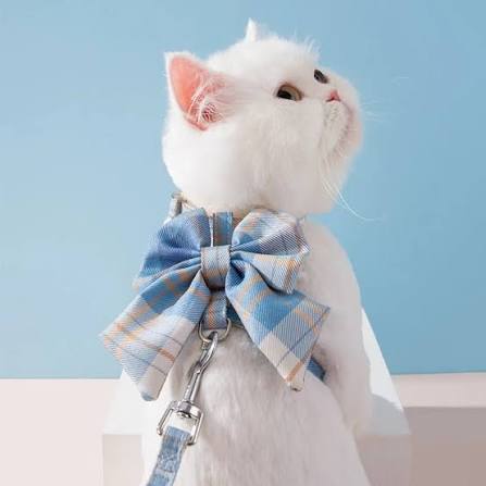 Blue Cat Leash & Harness