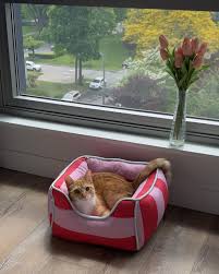 Cat Bolster Bed