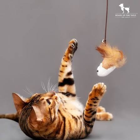 Cat Nip Toys