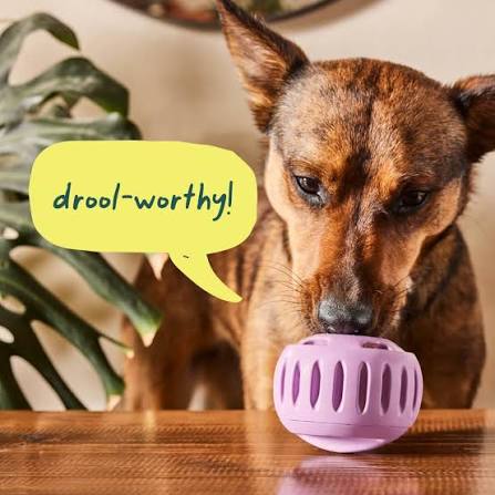Dog Puzzle Toys
