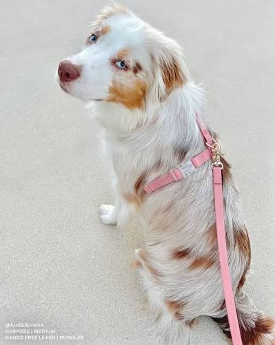 Durable Dog Lead in 3 lengths