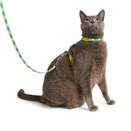 Green & Silver Cat Leash & Harness