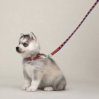 Slim Dog Leash