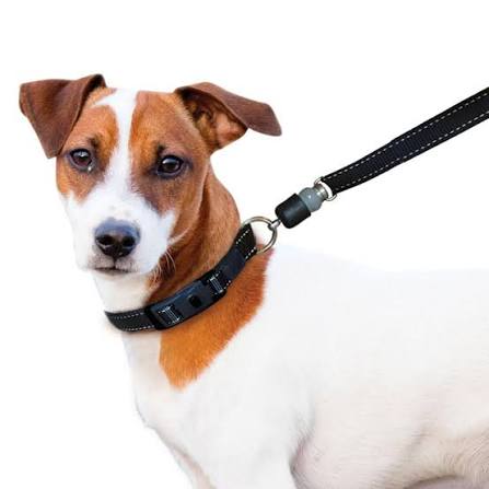 Snap Quick Connect Leash