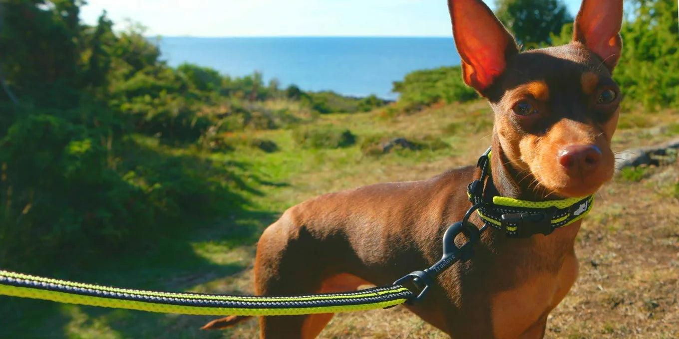 Dog Walking Collar Comfort Padded with Buckle Nylon Traveling Collar Tactical Dog Suplies 11 Colors Size XXS-XXXL